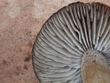 Tricholoma moseri image