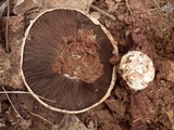 Agaricus bitorquis image