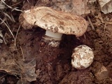 Agaricus bitorquis image