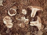 Agaricus bitorquis image