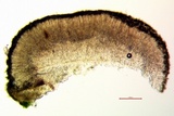 Cliostomum griffithii image