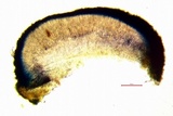 Cliostomum griffithii image