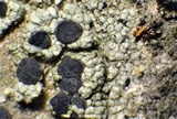 Cliostomum griffithii image