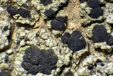 Cliostomum griffithii image