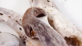 Cortinarius alboviolaceus image