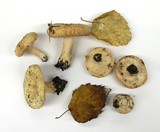 Lactarius pubescens var. betulae image