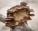 Hexagonia hydnoides image