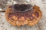 Hexagonia hydnoides image