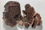 Hexagonia hydnoides image