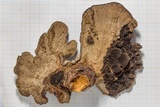 Hexagonia hydnoides image