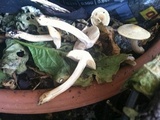 Agrocybe sororia image