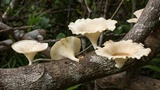 Lentinus sajor-caju image