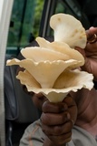 Lentinus sajor-caju image