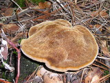 Onnia tomentosa image
