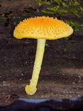 Cyptotrama asprata image