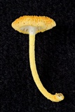 Cyptotrama asprata image