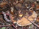 Onnia tomentosa image