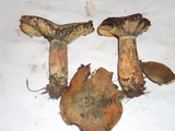Lactarius rubrilacteus image