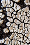 Xylobolus frustulatus image