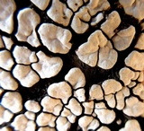 Xylobolus frustulatus image