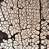 Xylobolus frustulatus image