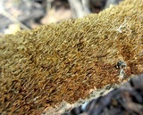 Hydnochaete olivacea image