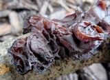 Exidia recisa image