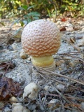 Amanita persicina image