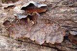 Hymenochaete rubiginosa image