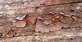 Hymenochaete rubiginosa image