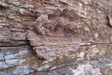Hymenochaete rubiginosa image