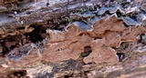 Hymenochaete rubiginosa image