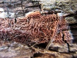 Ceriporia purpurea image