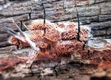 Ceriporia purpurea image