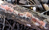Ceriporia purpurea image
