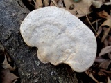 Trametes gibbosa image