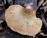 Trametes gibbosa image