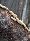 Trametopsis cervina image