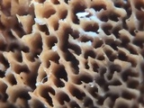 Trametopsis cervina image