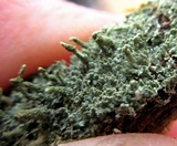 Cladonia subradiata image
