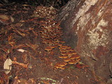 Psathyrella piluliformis image