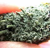 Cladonia subradiata image