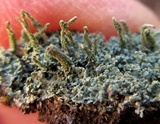 Cladonia subradiata image
