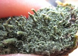Cladonia subradiata image