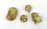 Rhizopogon ochraceorubens image