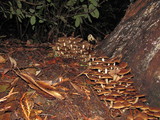 Psathyrella piluliformis image