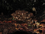 Psathyrella piluliformis image