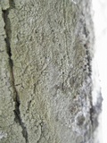 Lecanora caesiorubella image