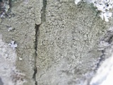 Lecanora caesiorubella image