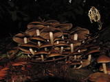 Psathyrella piluliformis image
